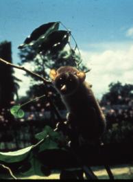 Loris tardigradus
