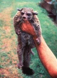 Otolemur crassicaudatus