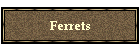 Ferrets